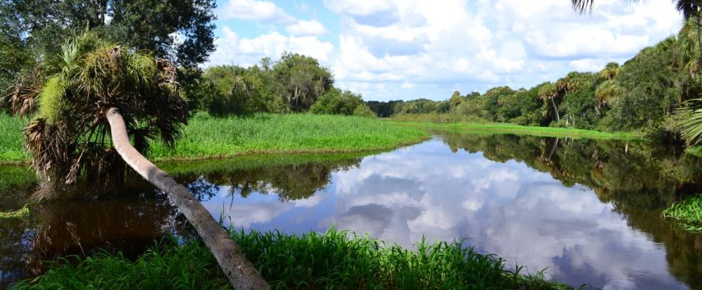 a body of water surrounded by trees