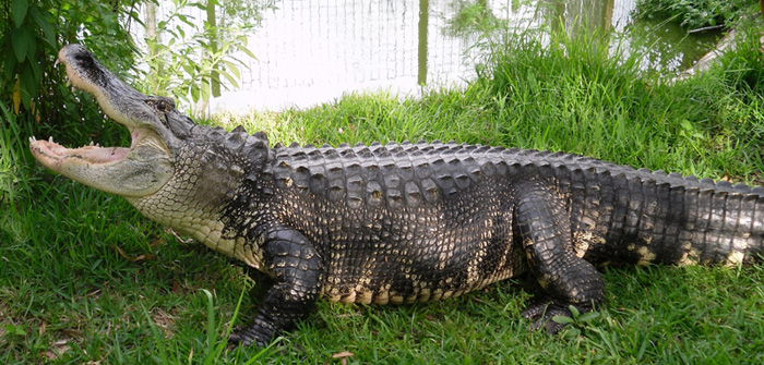 a close up of a reptile