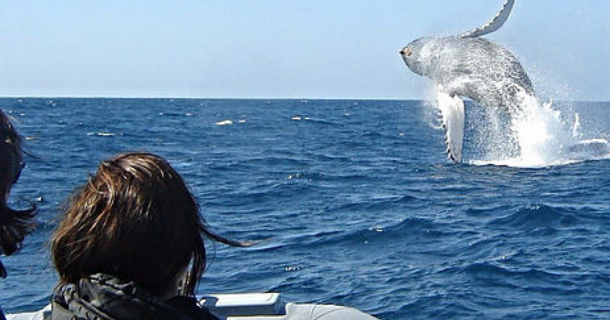 a whale swimming in a body of water